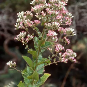 Acourtia, Santa Cruz Island