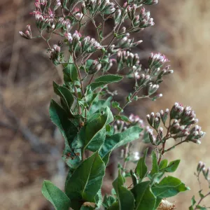 Acourtia, Santa Cruz Island