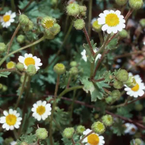 Perityle emoryi, Willows Beach, Santa Cruz Island