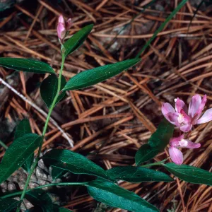 Polygala californica, Christy Pines, Santa Cruz Island