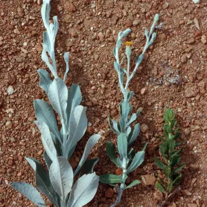 Haplopappus detonsus, H. squarrosus, and hybrid, South Ridge Road, Santa Cruz Island