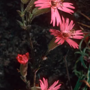 Silene laciniata, SC-2793, Cañada Del Portezuela, Santa Cruz Island