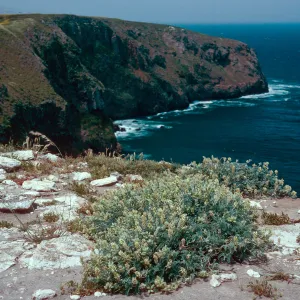 Astragalus miguelensis, East of Campo Grande airfield, Santa Cruz Island
