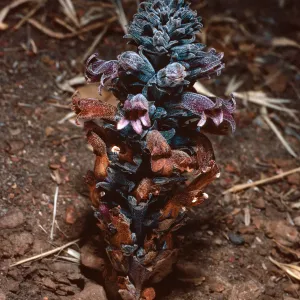 Orobanche bulbosa, collected in Christy Pines, Santa Cruz Island