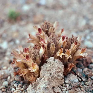Orobanche parishii brachyloba, Christi Beach, Santa Cruz Island