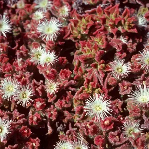 Mesembryanthemum crystallinum, Fraser Point, Santa Cruz Island