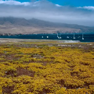 Hemizonia fasciculata, Fraser Point, Santa Cruz Island