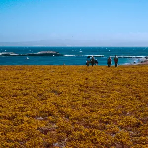 Hemizonia fasciculata, Forneys Cove, Santa Cruz Island