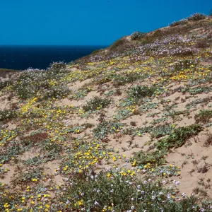 Camissonia, Cakile, ridge, North of Sauces Canyon, Santa Cruz Island