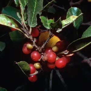 Rhamnus pirifolia, foot of Portezuela, Santa Cruz Island