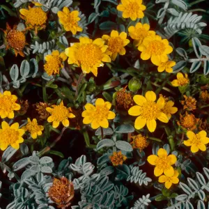 Lasthenia californica, Astragalus miguelensis, cove, North of Forneys, Santa Cruz Island