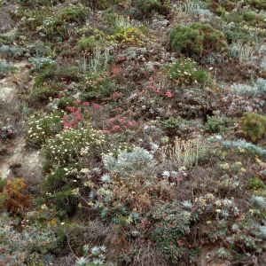 bluffs, Cuyler Harbor, San Miguel Island
