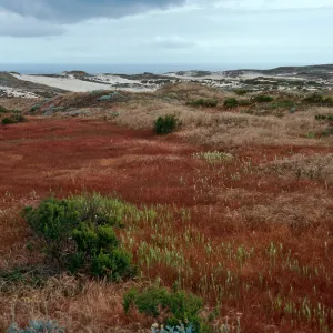 Parapholis, swale, West of San Miguel Peak, San Miguel Island