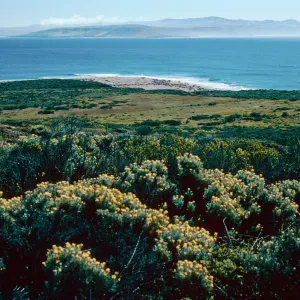 Castilleja hololeuca, above Cardwell Point, San Miguel Island