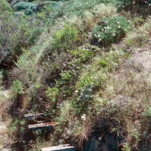 ruins of Nidever adobe, San Miguel Island