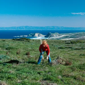 Erechtites area, West of Green Mountain, Ronie Clark, San Miguel Island