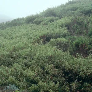 Salix (Willow), Nidever Canyon, San Miguel Island