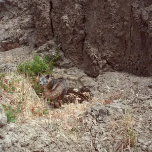 fox, Southeast Canyon, San Miguel Island