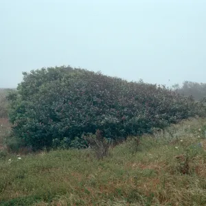 Heteromeles, Nidever Canyon, San Miguel Island