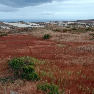 Parapholis swales, West of San Miguel Peak, San Miguel Island