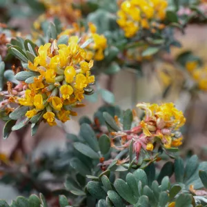 Lotus scoparius, Nidever Canyon, San MIguel Island