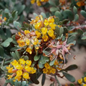 Lotus scoparius, Nidever Canyon, San MIguel Island