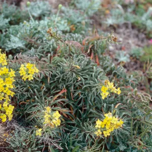 Erysium insulare, West end of Cuyler Harbor, San MIguel Island