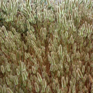 Polypogon monspeliensis, San Miguel Island