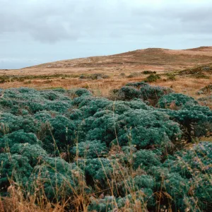 Lupinus (Lupine) near Dry Lake, San Miguel Island