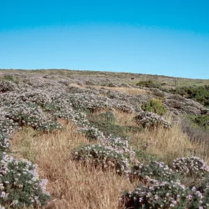 Lupinus albifrons, just North of ranch, San Miguel Island