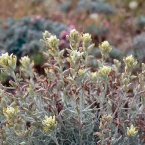Castilleja hololeuca, San Miguel Island