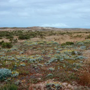 Malacothrix incana, near Dry Lake, San Miguel Island
