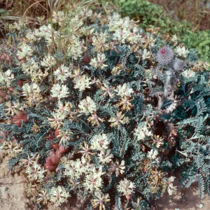 Astragalus miguelensis, San Miguel Island