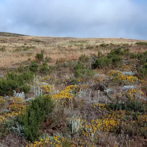 Shrubland, Eriophyllum, trail to Cardwell Point, San Miguel Island