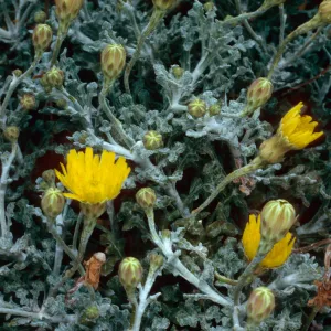 Malacothrix incana, North range marker poles, San Nicolas Island