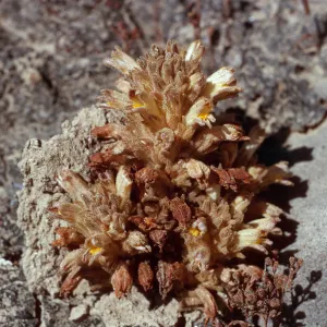 Orobanche parishii brachyloba, SN-1124, West of Live-Forever Canyon, San Nicolas Island
