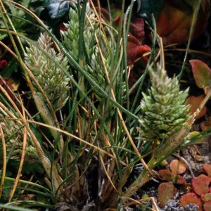 Poa douglasii, SR-568, Carrington Point, Santa Rosa Island