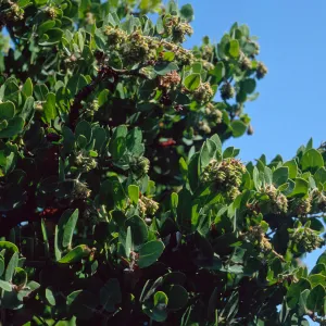 Arctostaphylos confertiflora (Santa rosa island manzanita, West of Torrey Pines, Santa Rosa Island