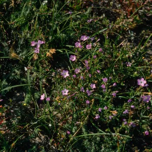 Gilia tenuiflora hoffmannii, along road to East Point, Santa Rosa Island