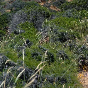 Stipa diegoensis, Chaparral, canyon West of South Point, Santa Rosa Island