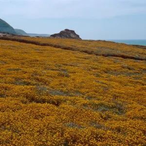 Santa Rosa Island