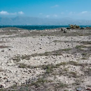 Dudleya blochmaniae insularis site, East end, Santa Rosa Island