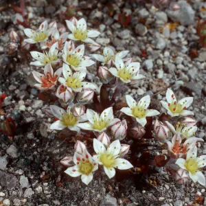 Dudleya blochmaniae insularis, Santa Rosa Island