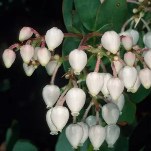 Arctostaphylos (Manzanita), Santa Barbara Botanic Garden