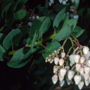 Arctostaphylos (Manzanita), Santa Barbara Botanic Garden