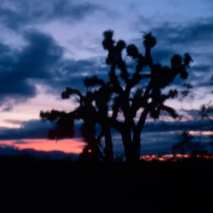 Joshua Tree - Yucca brevifolia, Palmdale Highway
