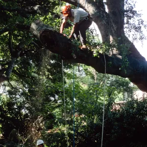 M. Gonzalez trimming oak in Canyon Section, Santa Barbara Botanic Garden