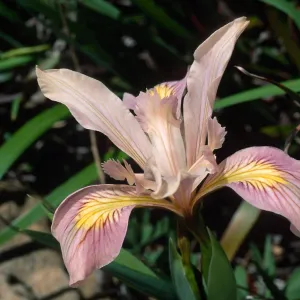 Iris, Santa Barbara Botanic Garden