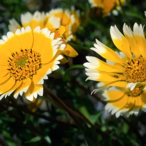 Layia (tidy tips), Santa Barbara Botanic Garden