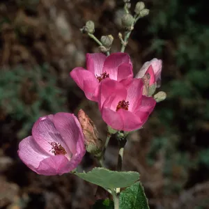 Malacothamnus, Santa Barbara Botanic Garden